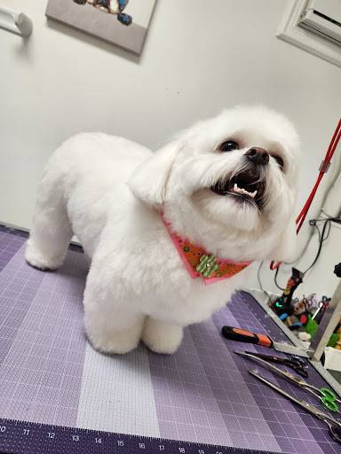 The Golden Bone Pet Grooming Salon - Image 1