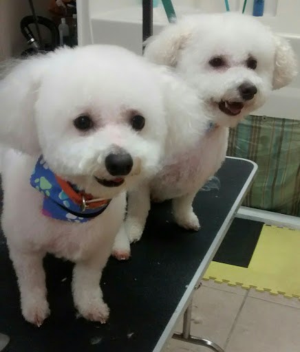 LC Pet Salon And Spa - Image 1