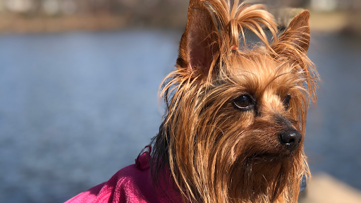 Silky Pups Grooming Spa - Image 1