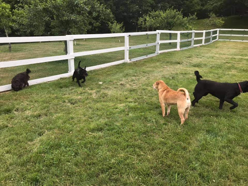 Puddleduck Boarding Kennel - Image 1