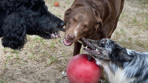 Carolina Cat and Canine Retreat - Image 1