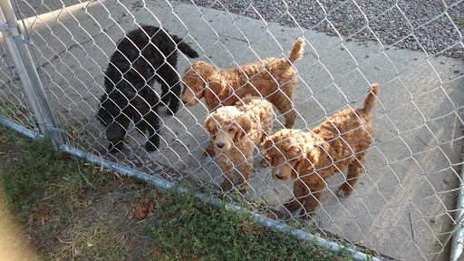 The Poodle Parlor - Image 1