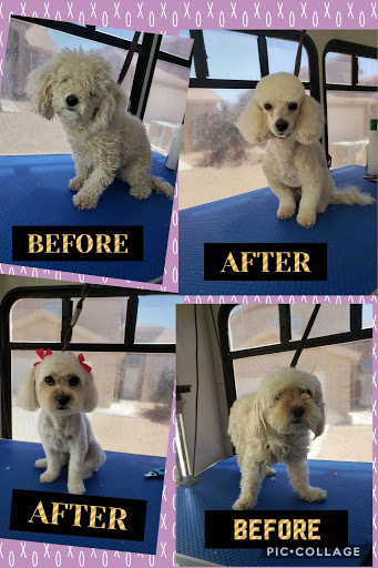 Precious Dog Grooming Mobile Service - Image 1