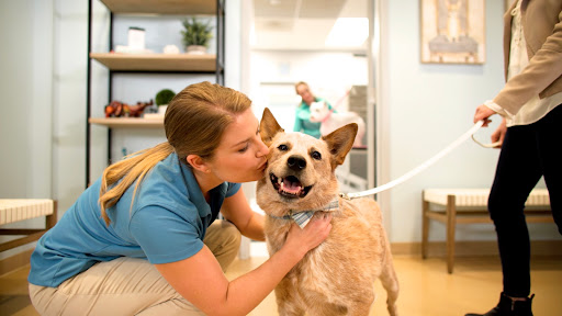 Healthy Hound Playground & Grooming - Image 1