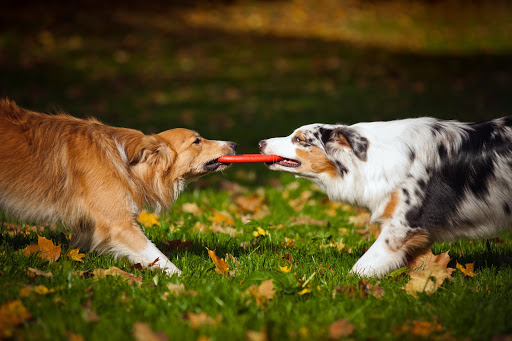 Pooch At Play Doggie Daycare - Image 1