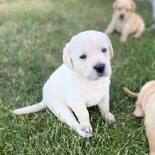 Canine Country Club-Aberdeen - Image 1