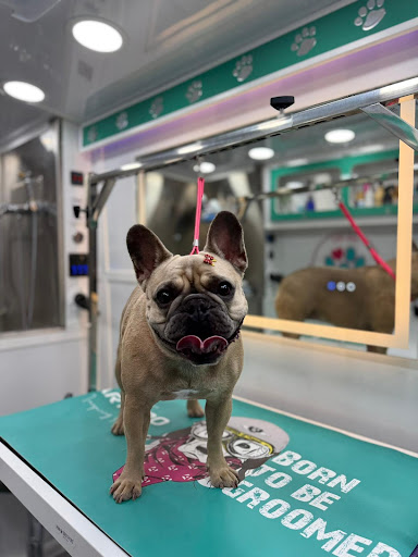 Mr pet Grooming mobile - Image 1