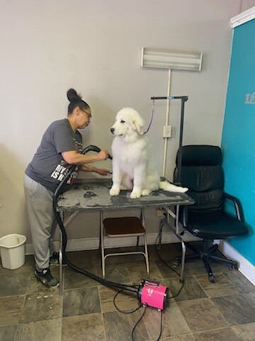 The Paw Spa - Image 1