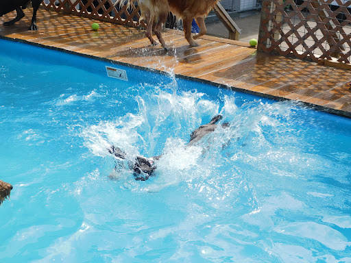 Happy Hounds Aquatic & Daycare Center - Image 1