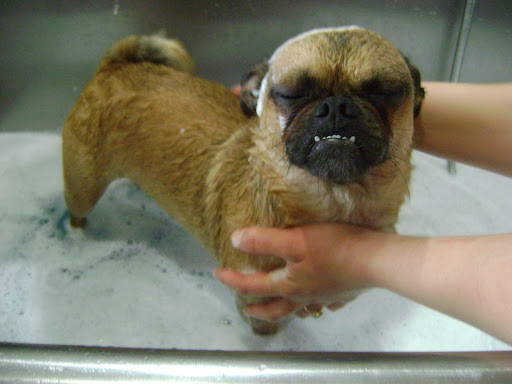 Fursique Pet Spa & Grooming Salon - Image 1