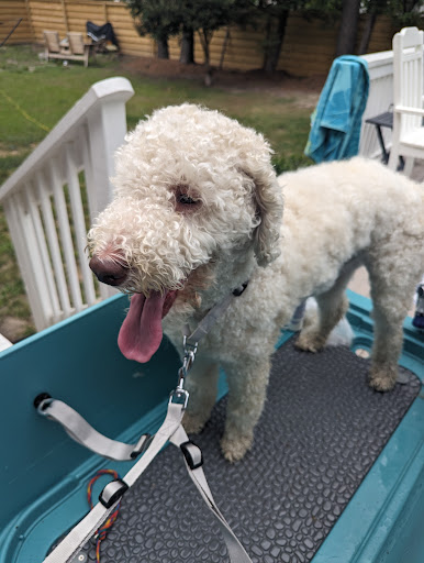 Fuzzy Buddies Boarding and Daycare LLC - Image 1