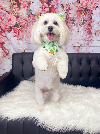 All Four Paws Salon - Image 1