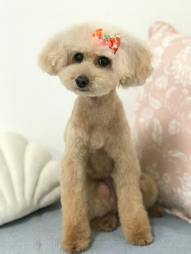 Apricot Dog Grooming - Image 1