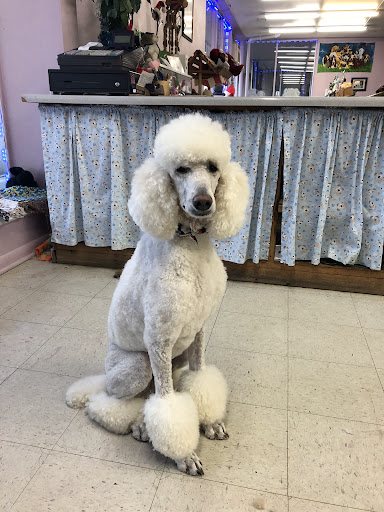 Tender Touch Grooming Salon - Image 1