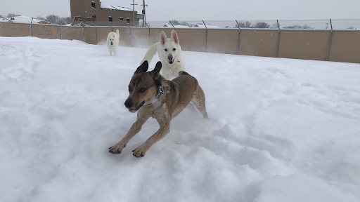 TailWaggers Doggy Daycare Neenah - Image 1