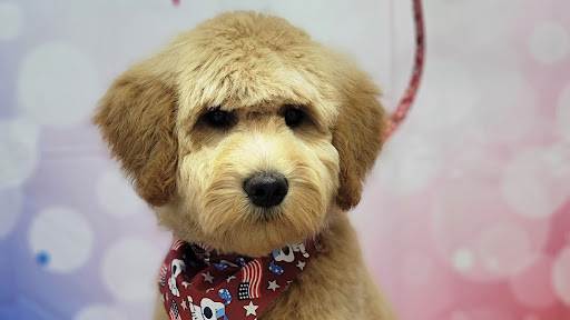 Top Dog Grooming Salon - Image 1