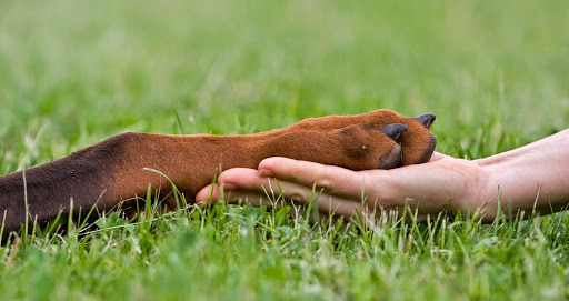 Indian Head Animal Hospital - Image 1