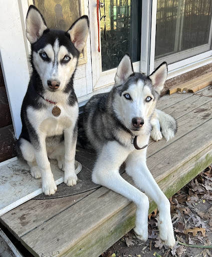 Acres of Fun Kennel - Image 1