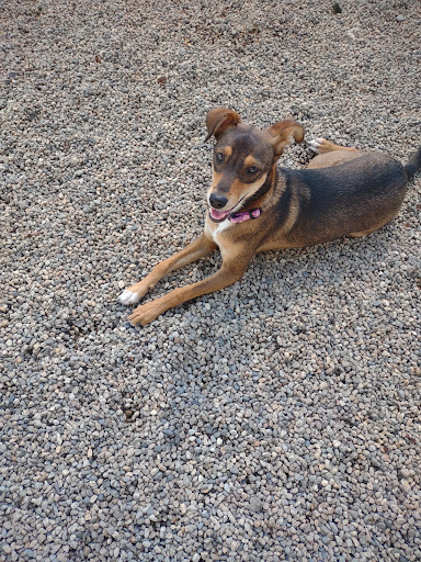 Country Brook Kennels - Image 1