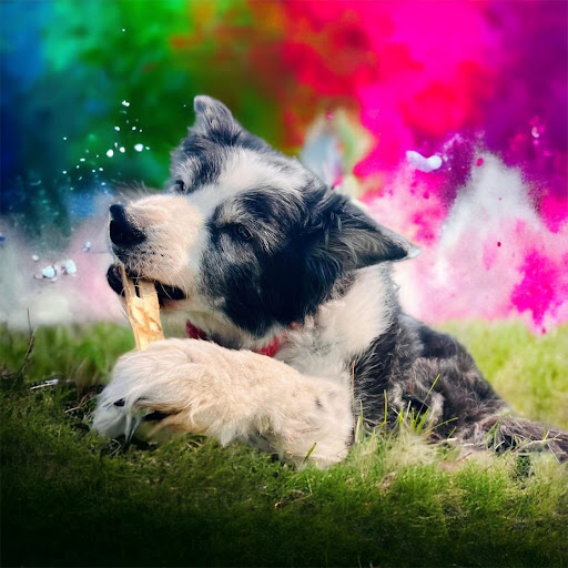 Colorful Canines - Image 1