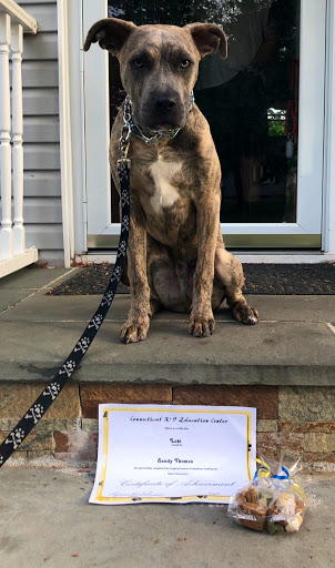 Connecticut K-9 Education Center - Image 1