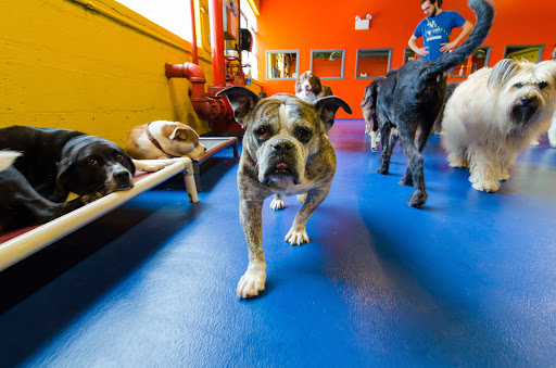 Urban Pooch Canine Life Center - Image 1