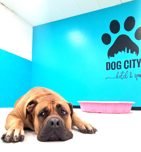 Dog City Hotel & Spa - Image 1