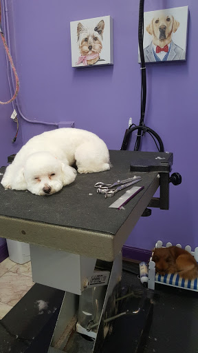 Dewberry Dogs Spa - Image 1