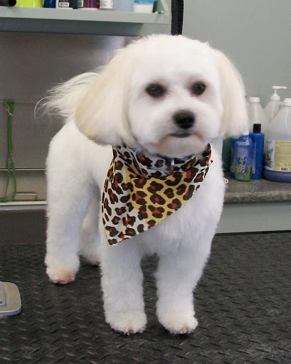 Morningstar Dog Grooming - Image 1