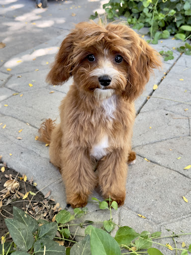 Shampoodles Doggie Day Spa - Image 1