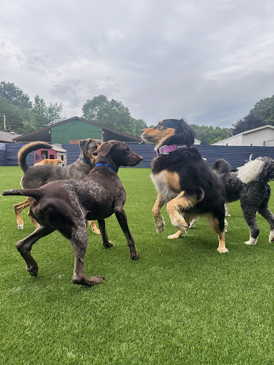 Fun Play Bark Lodge - Image 1