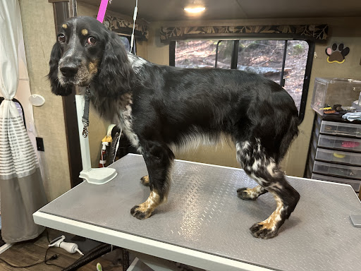 Dirtless Dog Grooms - Image 1