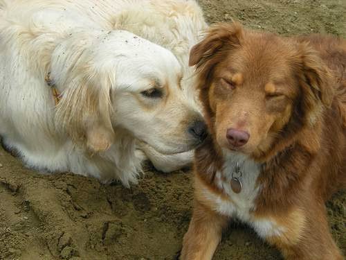 Gulliver's Doggie Daycare - Image 1