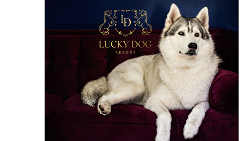 Lucky Dog Resort - Image 1