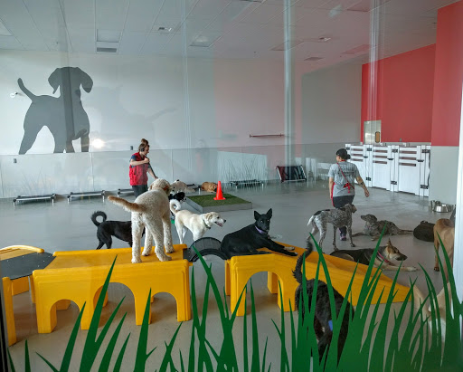 Downtown Dog Lounge - Image 1