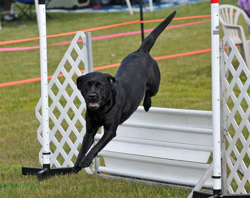 Bell Creek Agility & Obedience - Image 1