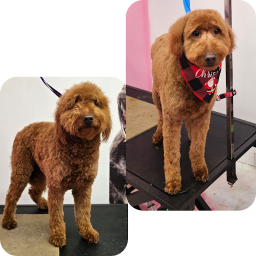 Le Pink Pooch Dog And Cat Grooming Salon LLC - Image 1