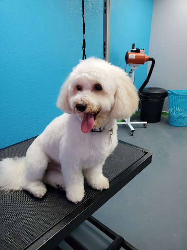 Micki's Pet Spa - Image 1