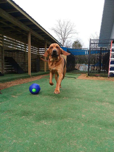 Brewster’s Bark and Bed - Image 1