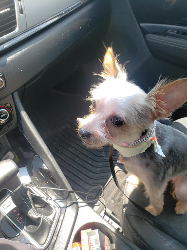 Puppy Love Grooming Salon - Image 1