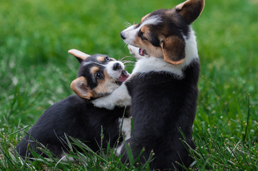 Stonehill Kennel & Farm - Image 1