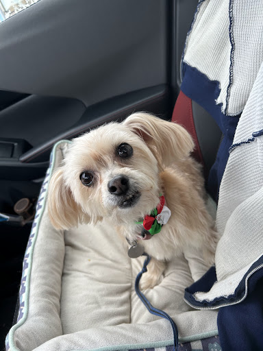 Pampered Paws Boarding and Grooming, LLC - Image 1