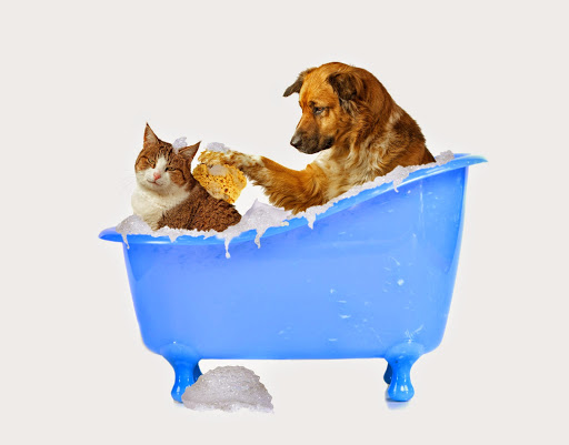 Pawsitively Perfect Grooming & Self Bathe - Image 1