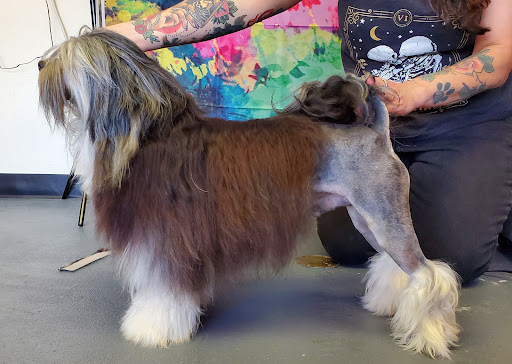 Unleashed - Pet Grooming Salon - Image 1