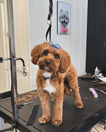 Nina’s Grooming Salon - Image 1