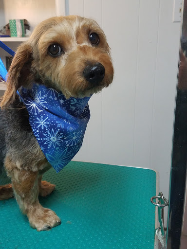 Cajun Canine Pet Grooming & Boarding - Image 1