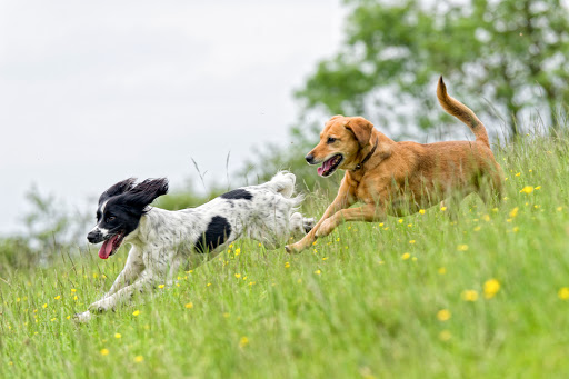 Happy Tails Pet Resort and Spa - Image 1