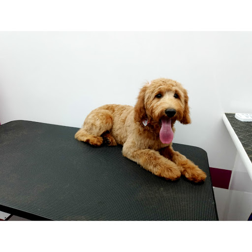 Samy's Pets Mobile Grooming - Image 1