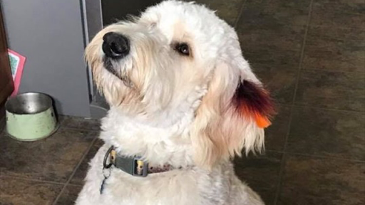 No Bad Hair Days Grooming, Boarding & Daycare - Image 1