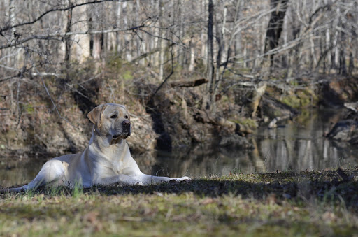 New Hope Dog Training Center - Image 1